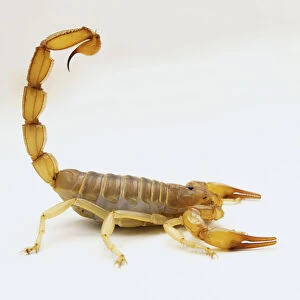 Gold Scorpion (Scorpio maurus), side view