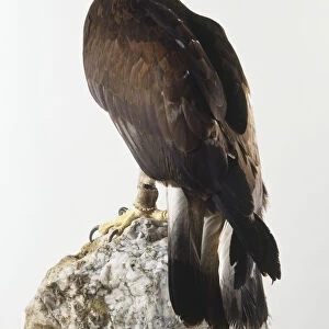 Golden eagle (Aquila chrysaetos) perching on a rock, view from behind