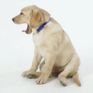 Golden Retriever puppy (canis familiaris) yawning, side view