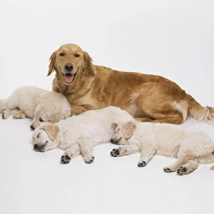 Golden Retriever relaxing with her three sleeping puppies