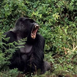 Gorilla. Rwanda