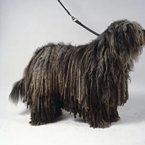A gray Bergamasco dog with a thick coat of corded long hair draping from its body, standing