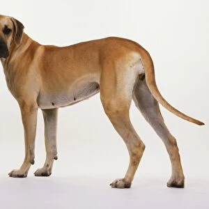 Great Dane (Canis familiaris), female dog standing, facing front, side view