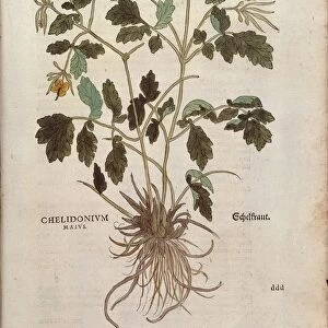 Greater celandine (Chelidonium majus) by Leonhart Fuchs from De historia stirpium commentarii insignes (Notable Commentaries on the History of Plants) colored engraving, 1542