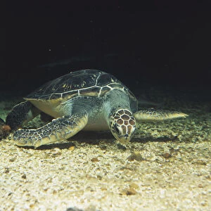 Green Turtle (Chelonia mydas) swimming near bottom