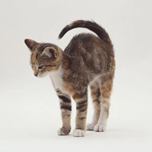 A grey / brown kitten flexing its back