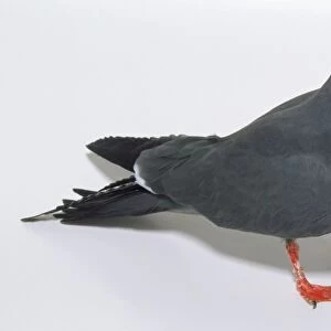 A grey inca tern