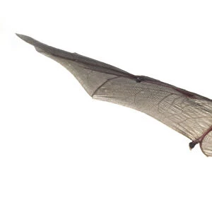 Grey Long-eared Bat (Plecotus austriacus) flying