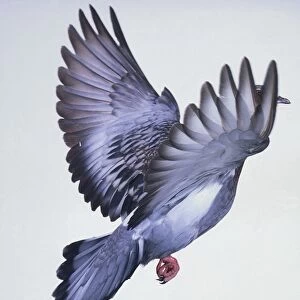 A grey pigeon in flight