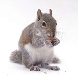 Grey squirrel (Sciurus carolinensis) eating nut, close-up
