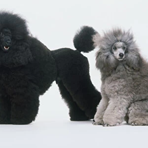 Two groomed poodles, side view