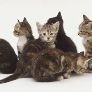 Group of six kittens in a circle, one looking at camera