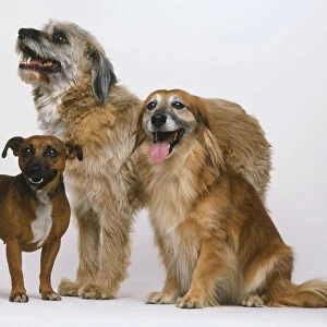 Group of three mongrels (Canis familiaris), shaggy-haired dog standing, smooth long haired dog sitting and small short haired dog standing
