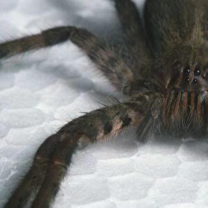 Hairy brown spider with four eyes, close up