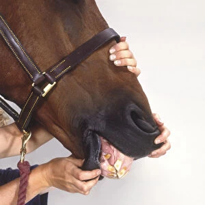 Hands opening a horses mouth to show teeth, 20-year-old horse