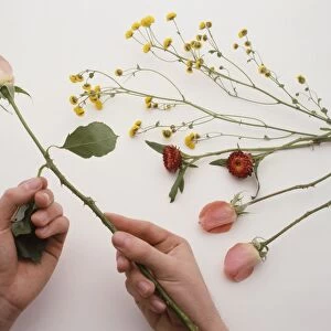 Hands stripping leaves from rose stem (preparing flowers for drying), close-up
