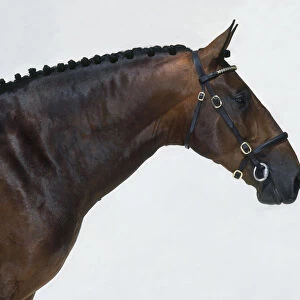 Head of Cleveland Bay Horse, profile