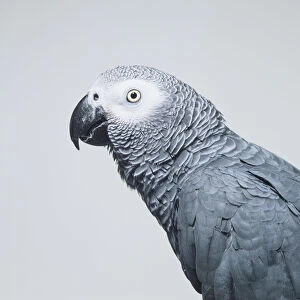 Head of Congo African Grey Parrot (Psittacus erithacus erithacus), side view