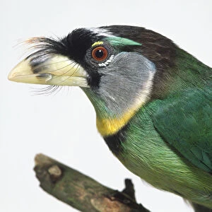 Head profile close-up of a Fire-Tufted Barbet showing the distinctive, reddish tuft on its forehead