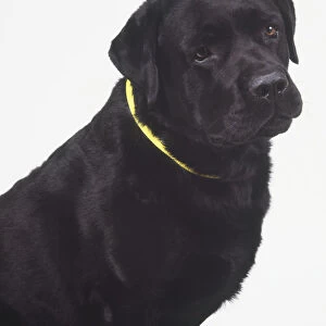 Head and shoulders of a glossy Black Labrador Retriever (Canis familiaris)