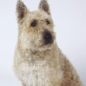 Head and shoulders of a laekenois dog