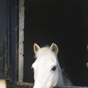 Head of White Horse (Equus caballus) hanging over stable door, front view