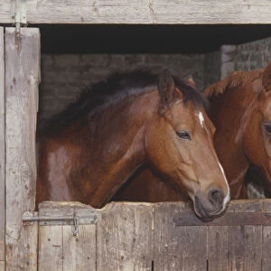 Heads of two brown Horses (Equus caballus) looking out over wooden stable door, side view
