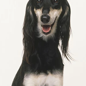 Headshot of a Saluki dog (Canis familiaris), facing forward