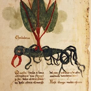 Herba chorboboris, illustration