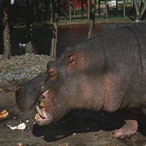 Hippopotamus, Hippopotamus amphibius, chewing pieces of bread in zoo, side view