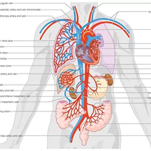Human arterial supply and venous drainage of the organs