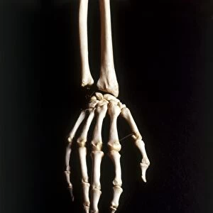 Human skeleton, hand and wrist bones, close up, view from above