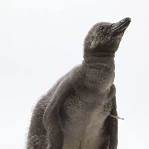 Humboldt penguin (Spheniscus humboldti) chick, looking up