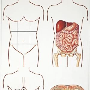Illustration of abdomen