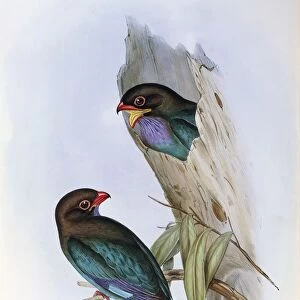 Illustration from John Goulds The Birds of Australia representing Oriental Dollarbird Eurystomus orientalis