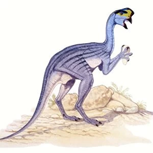 Illustration of Oviraptor