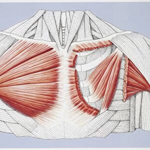 Illustration of pectoral muscles
