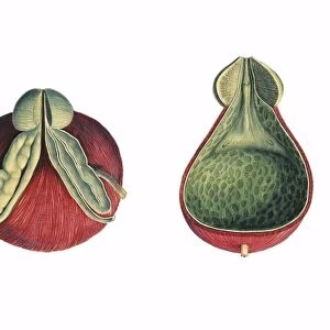 Illustration of prostate