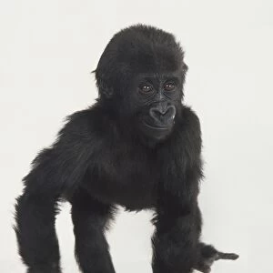 Infant Gorilla walking, front view