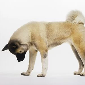 Japanese Akita dog standing, looking down, side view