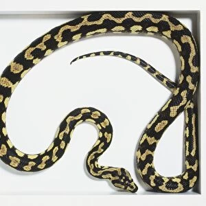 Jungle Carpet Python (Morelia spilota cheynei), black snake with beige patterns, curled up, view from above