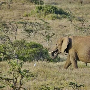 Kenya, Laikipia, African elephant (Loxodonta africana) walking through grassland, side view