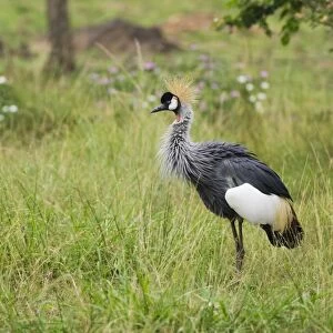 Kenya, near Kisumu, Kisumu Impala Sanctuary, Black crowned crane (Balearica pavonina) in grassland