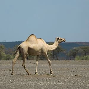 Kenya, near Maikone, Dromedary camel (Camelus dromedarius) walking in semi-arid landscape