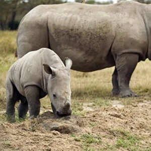 Kenya, Rift Valley, Lake Nakuru National Park, White rhinoceros (Ceratotherium simum) mother and baby animal