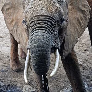 Kenya, Taita Hills Wildlife Sanctuary, young African elephant (Loxodonta africana) drinking, close-up, front view