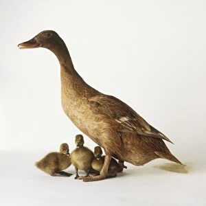 A Khaki Campbell duck with three ducklings