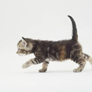 Kitten (Felis catus), walking