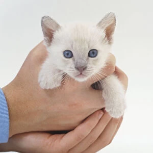A kitten in a mans hands