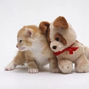 Kitten and a stuffed toy dog cuddled up against another